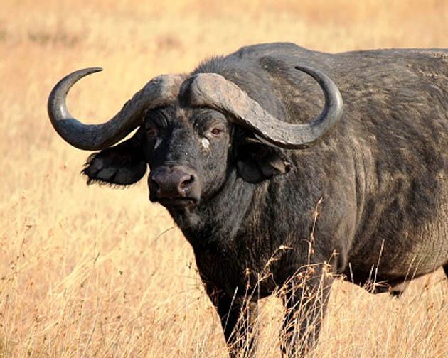 Beef/Buffalo