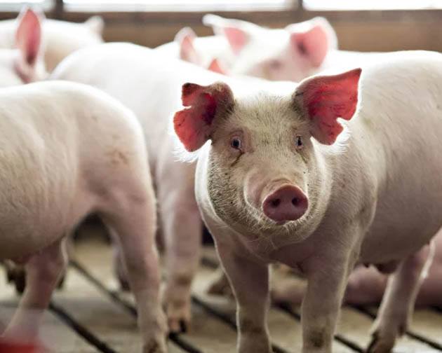 Pork