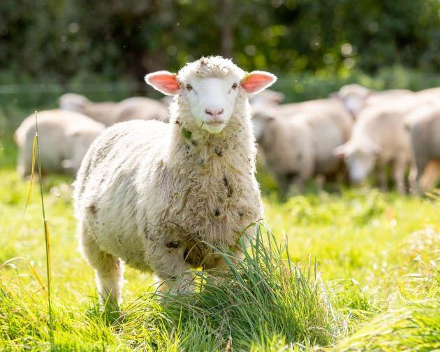 Lamb