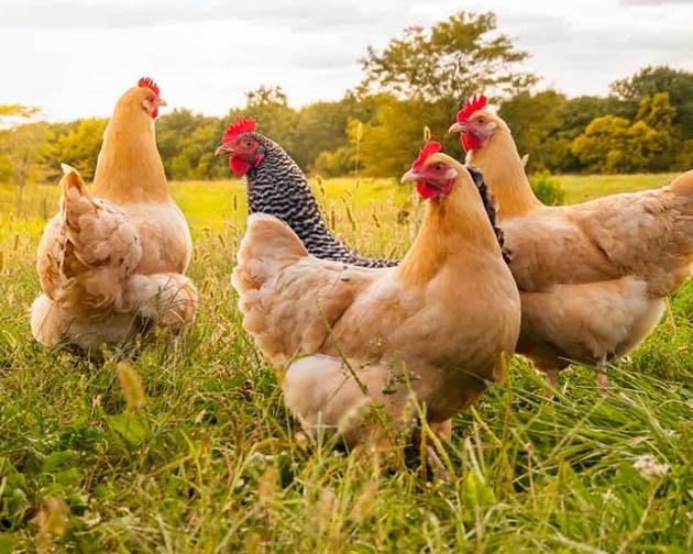 Chicken