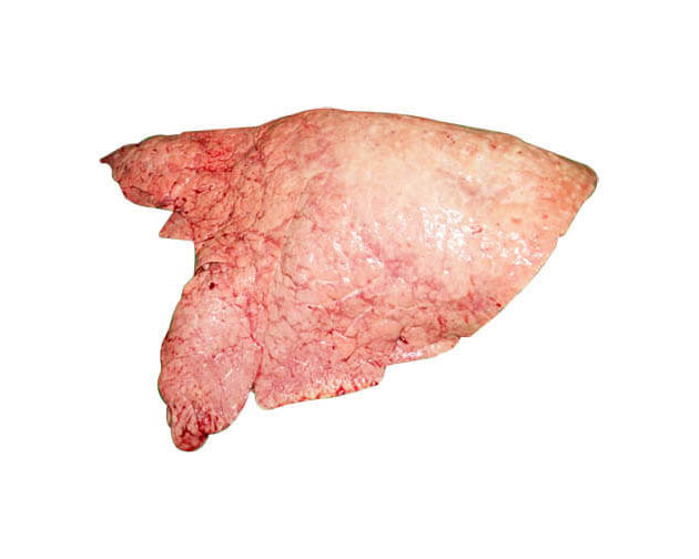 Beef/Buffalo