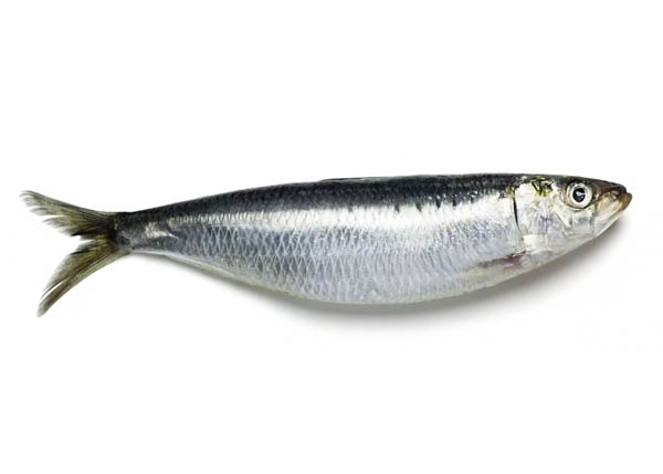 Seafood