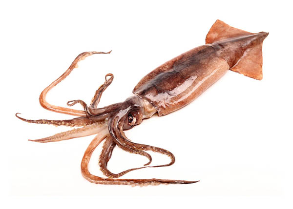 Seafood