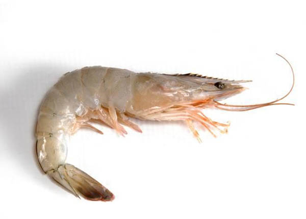 Seafood