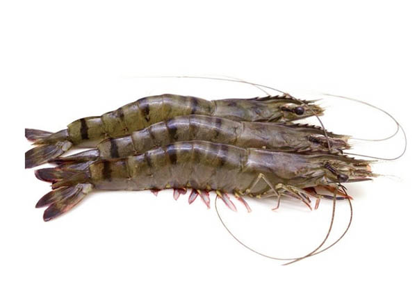 Seafood