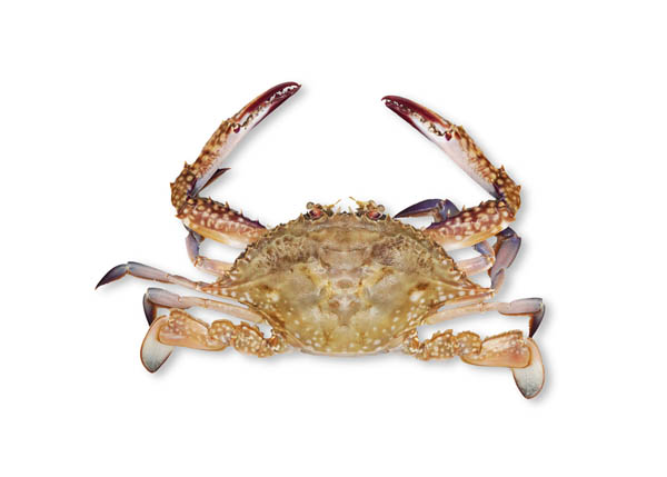 Seafood