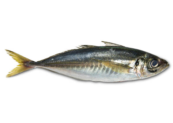 Seafood