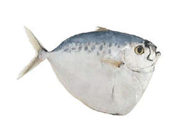 Seafood